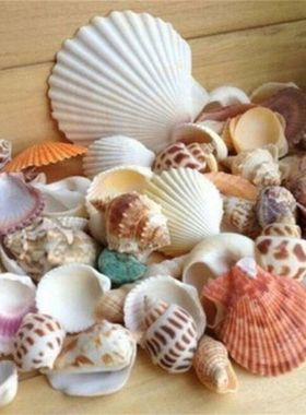 100g Beach SeaShells Mix Sea Shells Shell Craft SeaShell Aqu