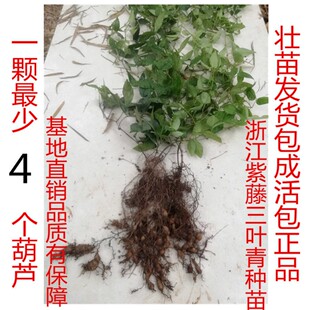 野生三叶青苗植物带土葫芦种苗紫藤净化清热解毒庭院中草药材种子