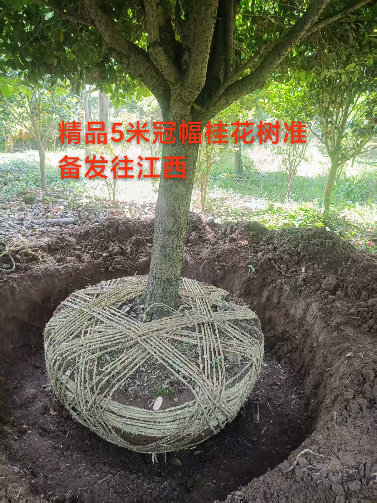 地栽桂花树苗大树浓香型八月桂金桂丹桂耐寒耐旱别墅庭院花卉绿植
