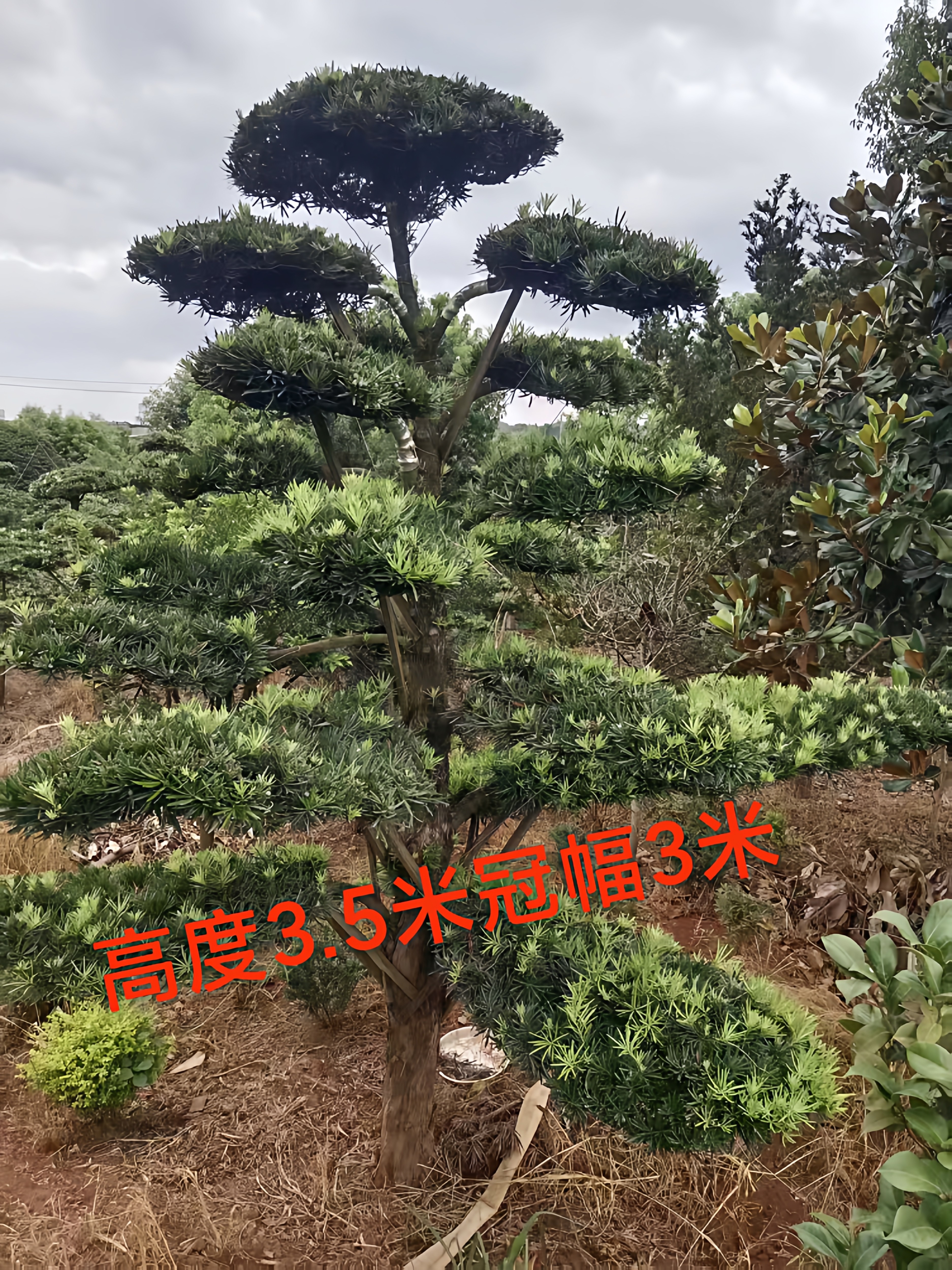 异形造型树正宗基地直销庭院阳台盆栽四季常青耐寒耐旱好养