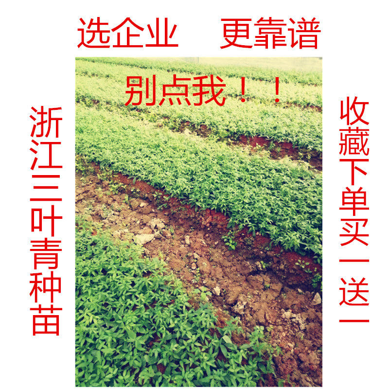 野生三叶青苗带葫芦种苗紫藤金线吊葫芦清热解毒中草药材种子