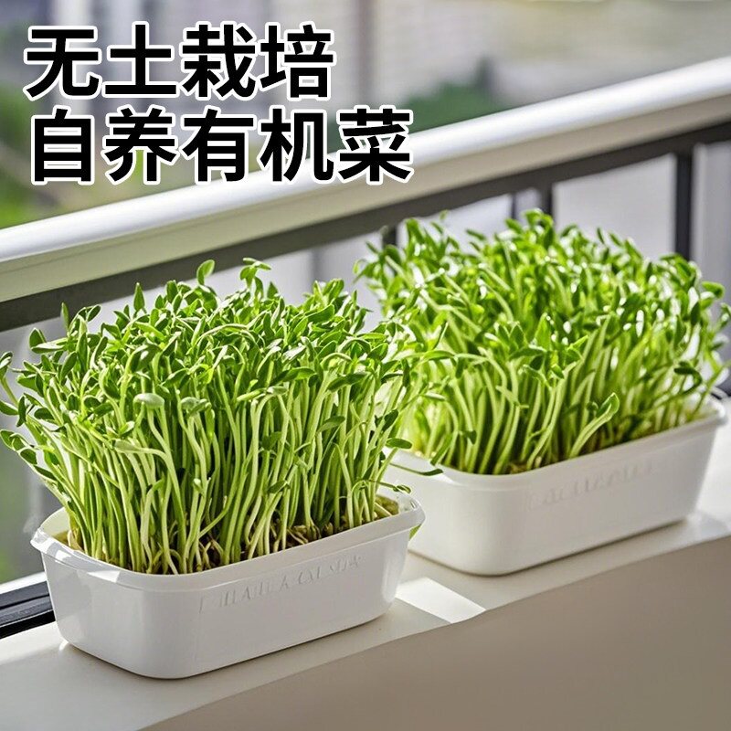 日本进口豌豆苗发芽盆绿豆芽栽培器蔬菜猫草种植无土水培育苗托盘