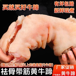 牛蹄 祛骨牛蹄新鲜整只黄牛蹄子整只带筋牛脚商用家用卤菜熟牛蹄
