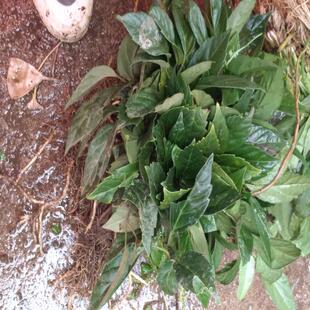 新鲜三角咪米中药材苗药山板凳 毛叶板凳果 铁螃蟹500g包邮