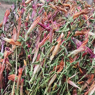 贵州特产野生红花龙胆草500g包邮 中草药材龙胆花小青鱼胆星秀花