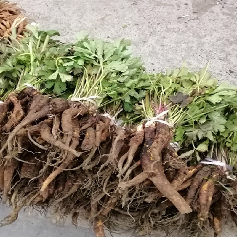 贵州中药材虎掌草新鲜草玉梅见风青狗脚迹溪畔银莲花500g包邮