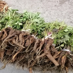 贵州中药材虎掌草新鲜草玉梅见风青狗脚迹溪畔银莲花500g包邮