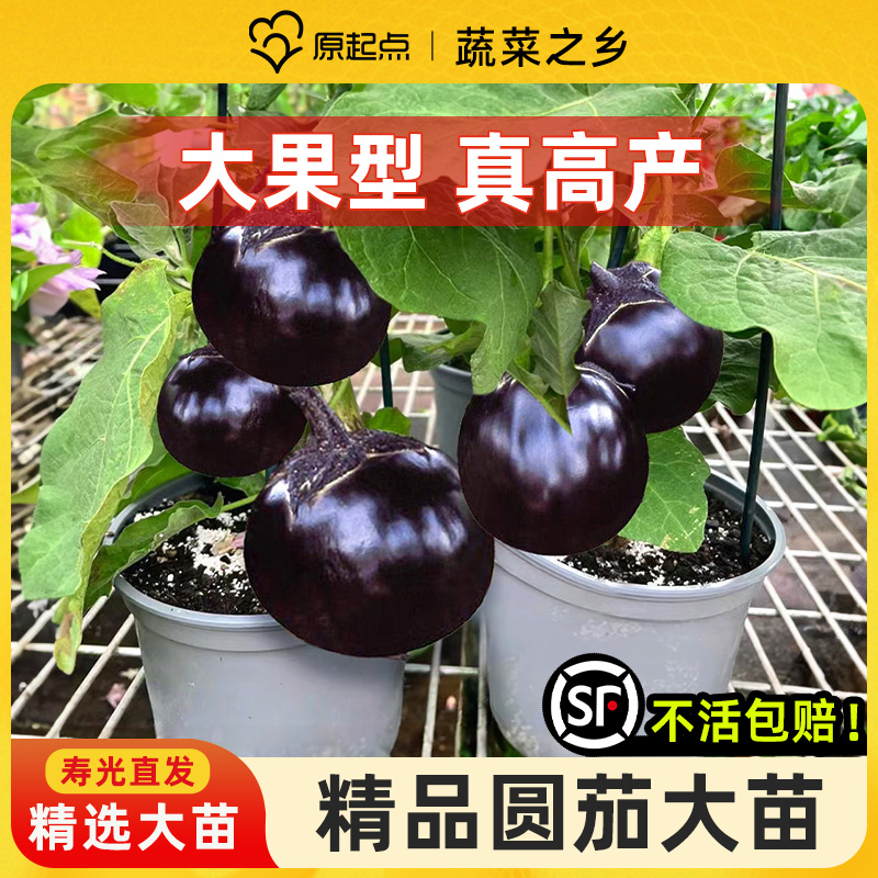 圆茄种籽茄子苗高产黑紫色蔬菜种子特大线杭茄子秧苗春夏种孑带土