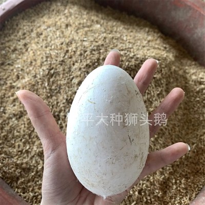 顺丰包邮新鲜12枚土鹅蛋农家散养鹅蛋新鲜孕妇食用去胎毒新鲜鹅蛋