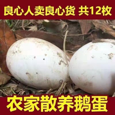 湖边养农家鹅蛋新鲜孕妇去胎毒农家散养生鹅蛋正宗特大土鹅蛋12枚