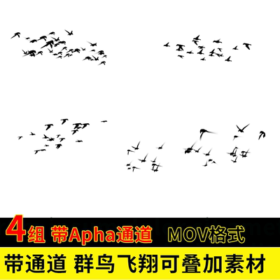 AE飞鸟飞翔素材2D动画鸟群飞行带透明通道视频素材