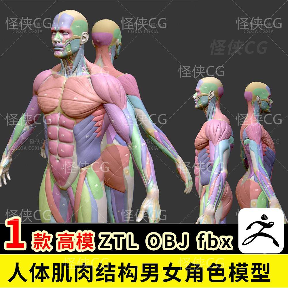 人体肌肉结构3d模型男女性角色人物雕刻参考模型素体ztl fbx obj