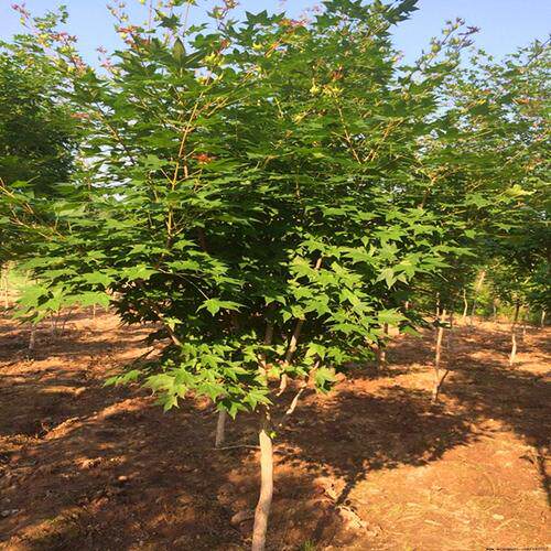 庭院绿化苗木植物鸡爪槭