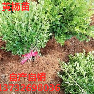 小叶黄杨苗瓜子黄杨树苗冬青苗大叶黄杨树苗庭院绿篱围墙篱笆树苗