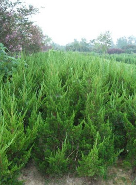 龙柏苗龙柏树苗小龙柏球蜀桧塔柏侧柏蜀块地柏宝塔松树苗四季长青