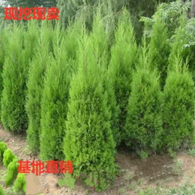 四季长青松树苗蜀脍苗