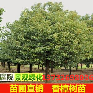 香樟树苗绿化苗木行道树香樟树四季常青工程绿花苗木