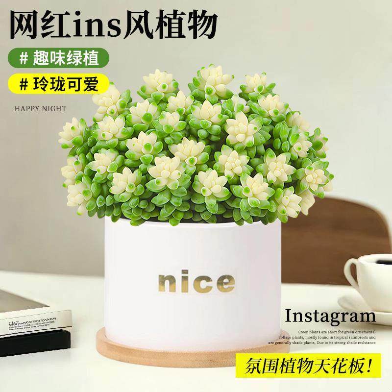 速发多肉植物雪花玉坠锦室内卉面好养桌多肉盆栽绿植花桌活面精品