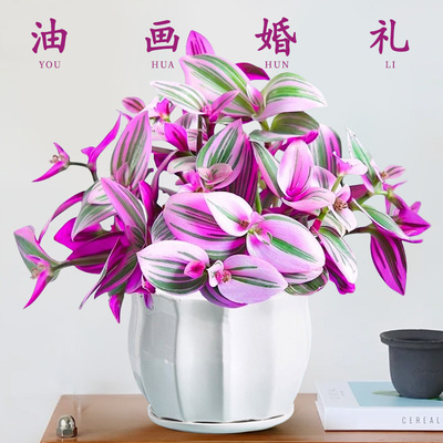 速发油画合礼吊兰盆养老桩绿植花卉室内适婚懒人栽的客厅旺宅景吸