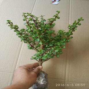 速发盆栽 物叶公桌雅乐之舞书房 金枝玉办多肉室内绿色花卉绿植植