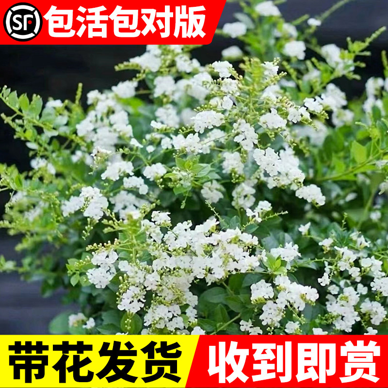速发蕾丝巧露花白色金克力盆栽假连翘室季台花卉四内开花好养活绿