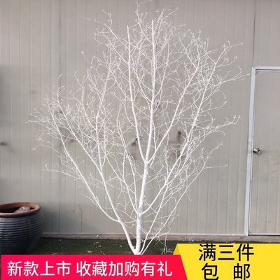 速发桦树杆白树树枝装饰树干树桩白桦枝婚庆橱窗装饰造型树木枝条