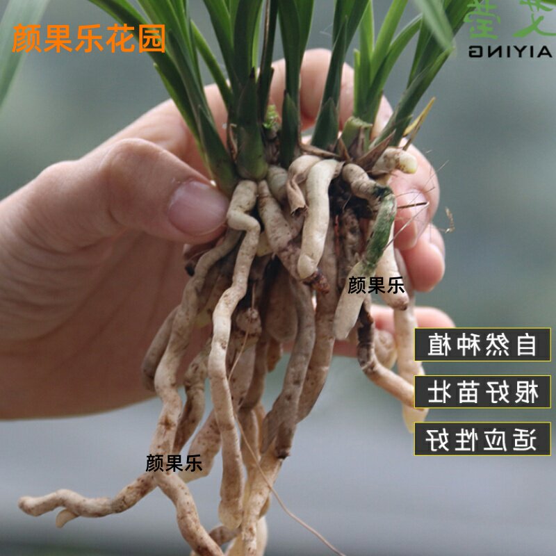 德芳兰业兰花苗金边室内盆栽四季兰 价格 包邮 多少钱 优惠信息 第4432页 就是多购物网