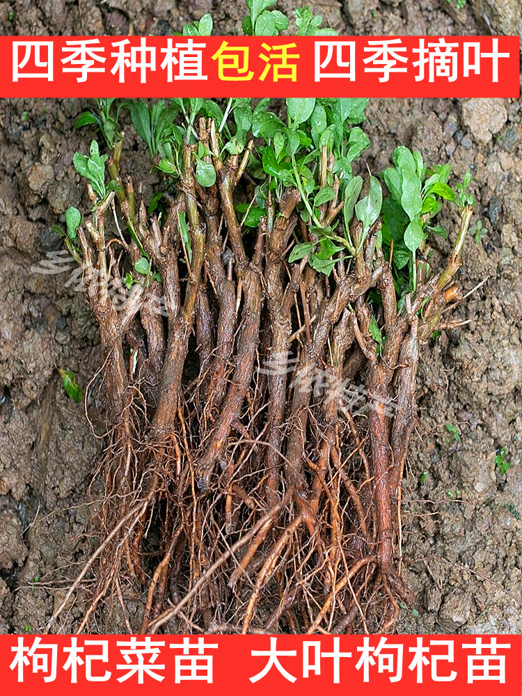 食用大叶枸杞叶苗枸杞菜苗四季种植蔬菜枸杞叶枸杞老根现挖包活