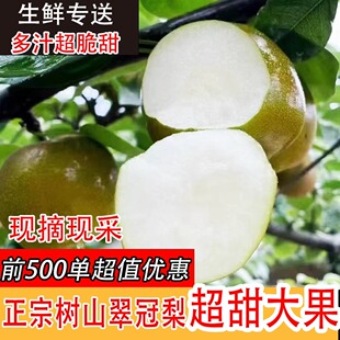 苏州树山翠冠梨新鲜水果树山梨带箱10斤梨子大果包邮