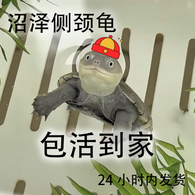精品沼泽龟苗沼泽侧颈龟头苗深水仰泳微笑龟蝙蝠侠沼泽颈龟
