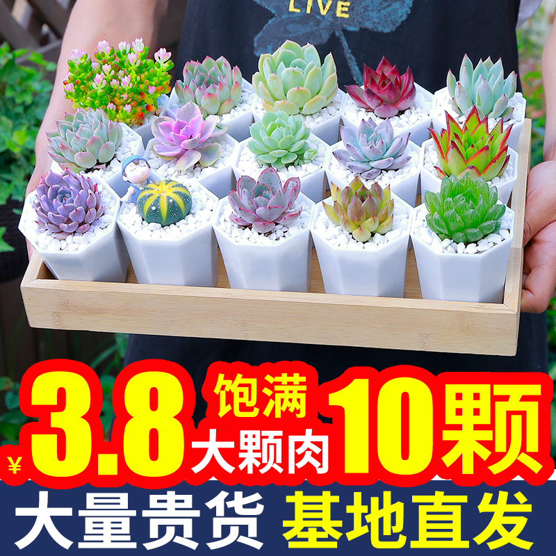 多肉植物套餐拼盤組合盆栽肉肉稀有品種精控大顆老樁好養(yǎng)花卉綠植