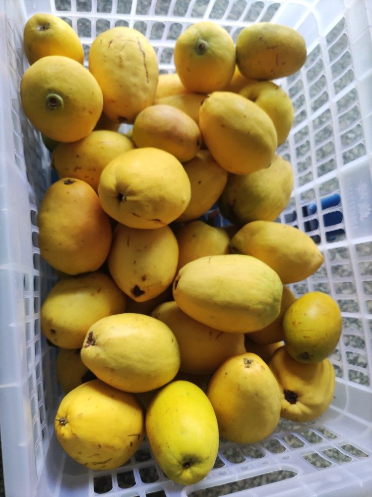 送老板定制香木瓜送客户精选优质大果百里挑一鲜果黄金闻香木瓜