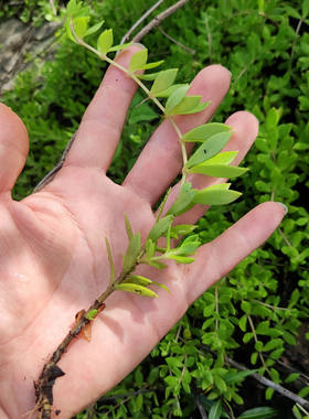垂盆草绿植除甲醛简易吊兰
