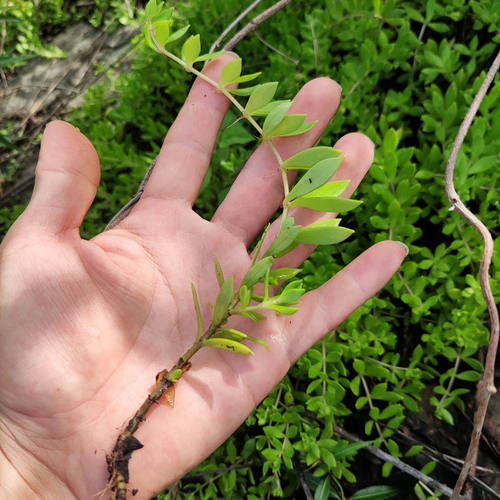 垂盆草绿植除甲醛简易吊兰