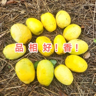 品相好车载闻香木瓜