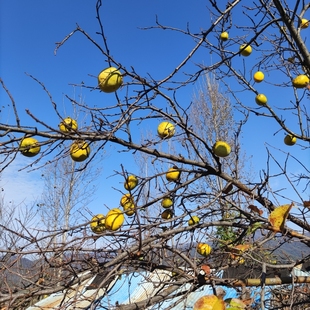 5斤特价小木瓜尾货香木瓜没有坏果次品闻香木瓜