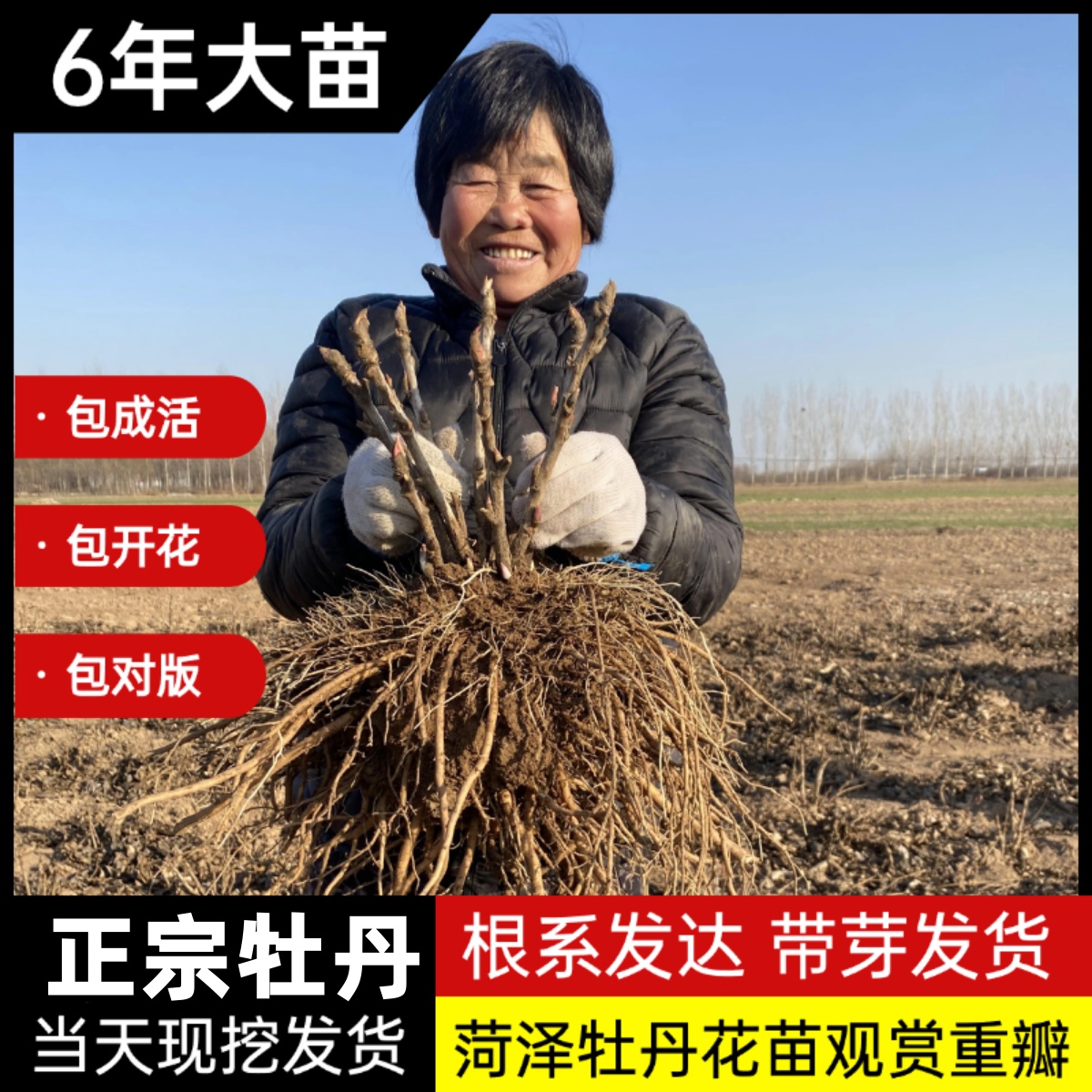 菏泽牡丹花苗大苗老桩观赏重瓣地栽盆栽庭院耐寒植物花卉绿植基地