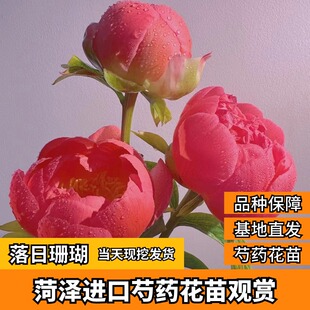 落日珊瑚芍药花苗观赏重瓣根块带芽种根庭院地栽植物裸根菏泽大苗