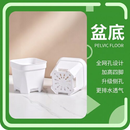 白方多肉小白盆多肉扦插花盆育苗