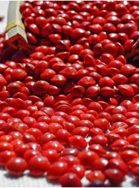 相思豆种子红豆散珠打孔红豆血菩提子原籽手链手串饰品豆