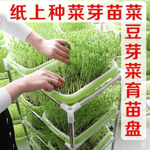 A4纸上种菜双层育苗盘芽苗菜种植盘水培盘小麦草种植盘豆芽盘托盘