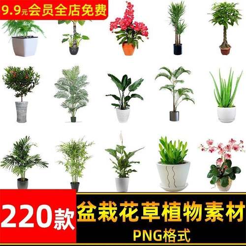 盆栽盆景景观绿植花草植物装饰摆件图片PNG免抠元素PS平面素材