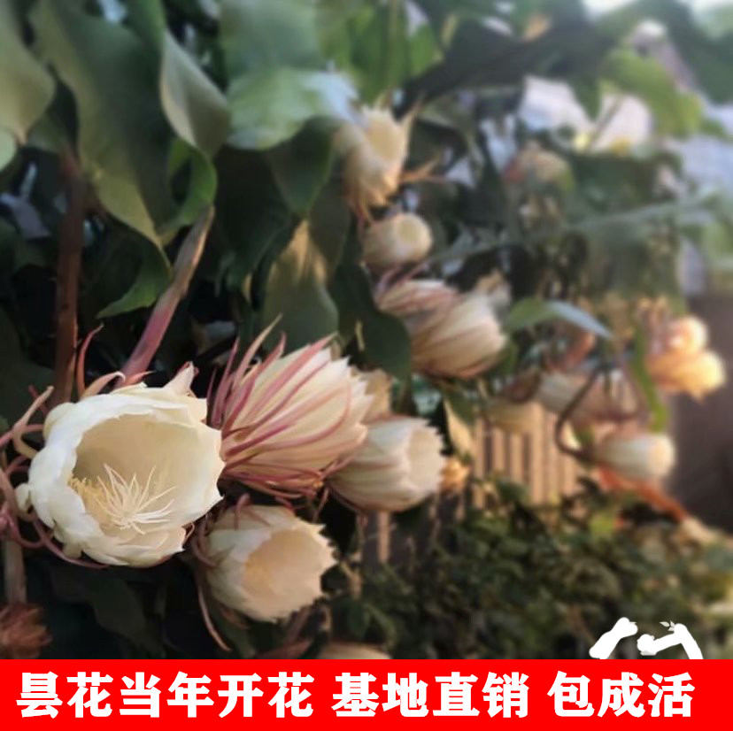 昙花花苗琼花花苗昙花一现只为韦