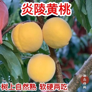 黄桃苗嫁接苗冬桃水蜜桃鹰嘴桃苗青脆桃阳山水蜜桃耐寒阳台新品种