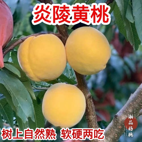 黄桃苗嫁接苗冬桃水蜜桃鹰嘴桃苗青脆桃阳山水蜜桃耐寒阳台新品种
