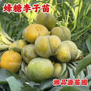 蜂糖李子六马树苗嫁接脆李苗晚熟脱骨奈李苗三华李苗现挖家庭种植