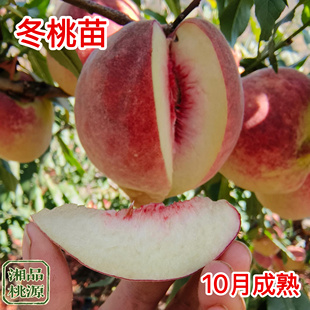 炎陵冬桃苗嫁接苗果树苗盆栽地栽产地直发包邮庭院耐寒四季果苗