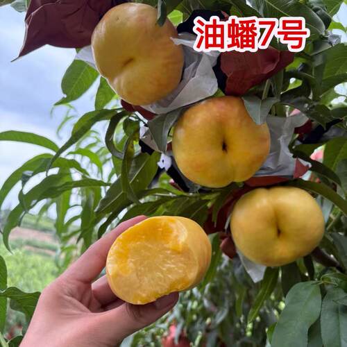 耐寒嫁接黄金油蟠桃苗南北可种