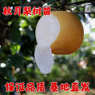 正宗秋月梨嫁接特大果梨树苗南方北方种植地栽莱阳多汁秋月梨果树