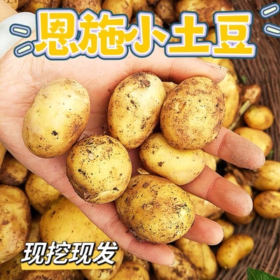 正宗恩施小土豆新鲜黄心宝宝辅食当季蔬菜土家特产洋芋迷你马铃薯